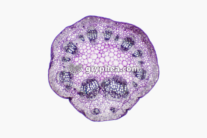 Pétiole de feuille de Vigne CT x7 - gryphea.com